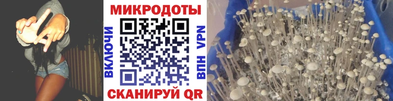 Псилоцибиновые грибы Cubensis  блэк спрут как войти  Кирово-Чепецк  закладки 